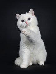 Fototapeta na wymiar Cute red silver shaded cameo point British Shorthair sitting straight up facing front, looking to the camera with blue eyes, Isolated on black background. Tail beside body.