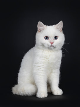 Cute red silver shaded cameo point British Shorthair, sitting sideways, looking besides the camera with blue eyes. Isolated on black background. Tail curled around body.