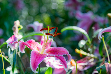 Vivid fresh bright sweet colorful of Pink Lily flower in the garden with blurred soft and bokeh background, to Pink flower concept.