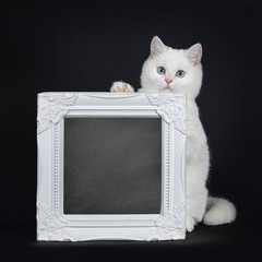 Cute red silver shaded cameo point British Shorthair sitting behind a white frame filled with...