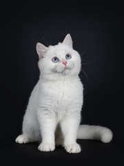 Fototapeta na wymiar Cute red silver shaded cameo point British Shorthair sitting half side ways, looking up with blue eyes Isolated on black background. Tail beside body.