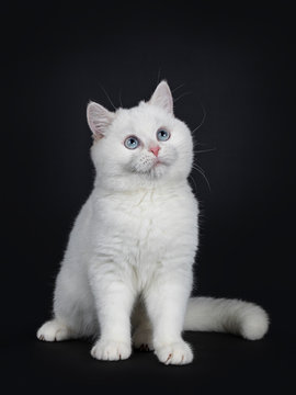 Cute red silver shaded cameo point British Shorthair sitting half side ways, looking up with blue eyes Isolated on black background. Tail beside body.
