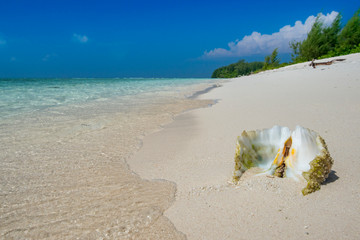Shell on tropical beach Solomon islands