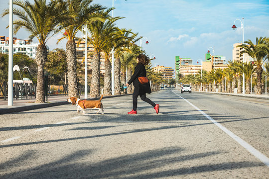 Girl crossing running the street with her happy Basset hound on a beautiful beach street stuck with coconut palms and palm trees. Woman walking her dog with sausage in the crosswalk