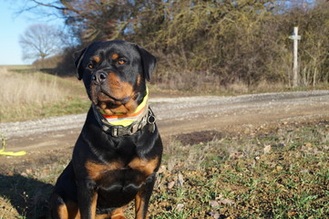 Fototapeta premium Rottweiler Portrait