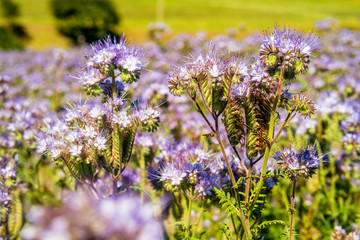 Beautiful violet field of lavender.