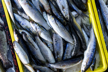 Selling and buying fresh, sea fish at the fish market