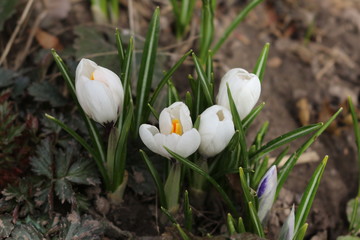  Crocuses bloom in early spring. These are the first spring flowers. They are beautiful and tender.