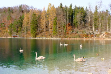 lake in forest