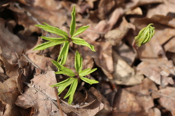The first spring plants sprout from the ground to bring last year’s dry leaves. They are gentle and beautiful. Spring.