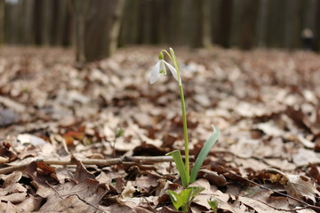 The first spring flowers - snowdrops bloomed in the forest