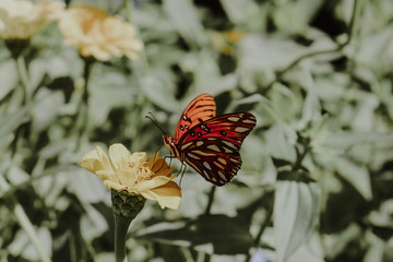 Fototapeta na wymiar Monarch on yellow flowers