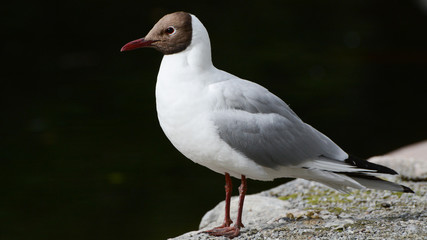 Black-headed Gull standing in sunshine with black background, portrait