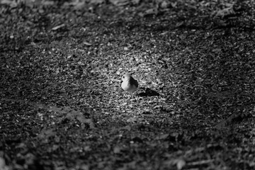 Bird in black and white