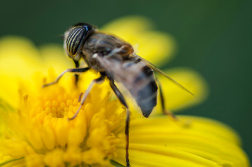 bee on flower