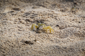 Litle crab in the sand