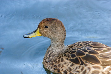 Yellow-billed Pintail (Anas georgica).
