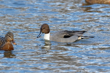 Northern Pintail (Anas acuta).