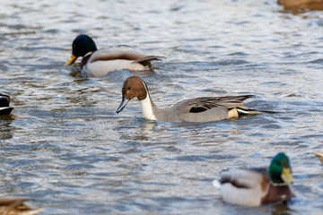 Northern Pintail (Anas acuta).