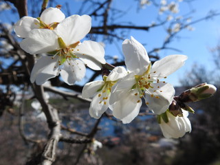 Spring flowers of almond tree close-up