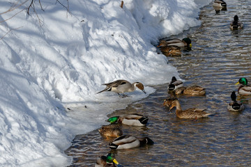 Northern Pintail (Anas acuta).