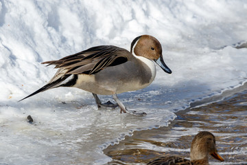 Northern Pintail (Anas acuta).