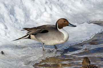 Northern Pintail (Anas acuta).