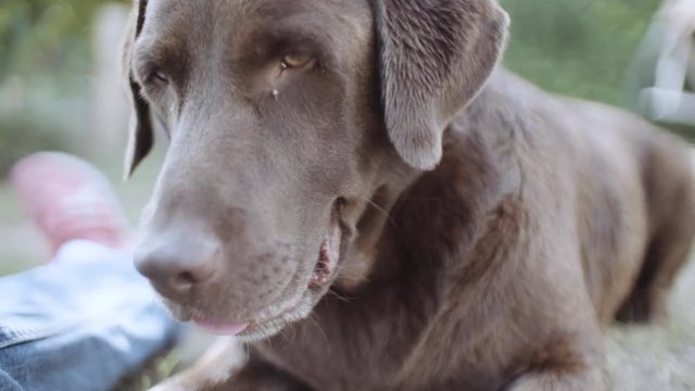Face of a Brown Labrador Retriver