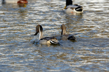 Northern Pintail (Anas acuta).
