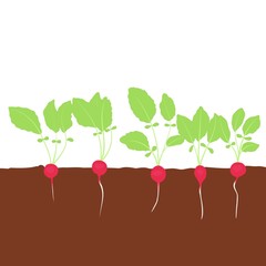 5 radishes in the soil vegetables in the garden vector illustration