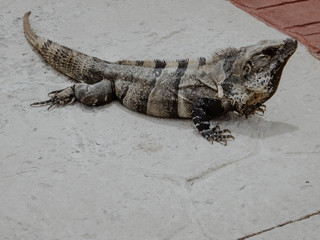 green iguana on a rock