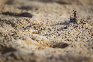 Litle crab in the sand