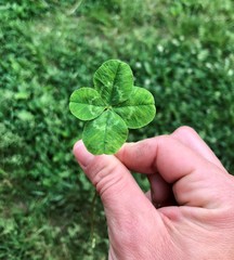 Four leaf clover