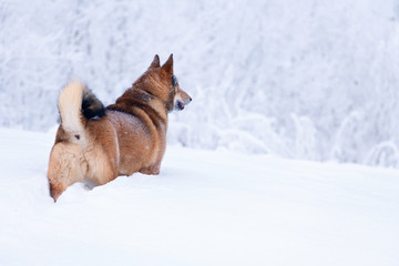 One red dog is standing in a snowdrift on a blurred background of forest, the rear view.