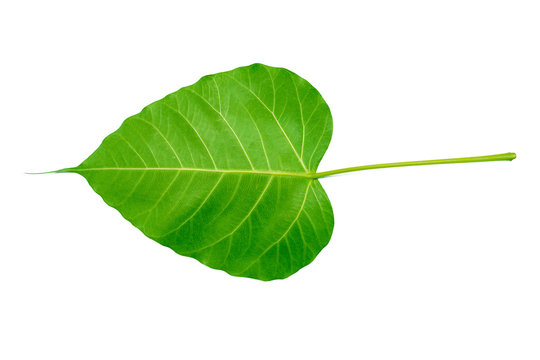 leaves from the Bodhi tree Isolated on white background With Clipping Path.