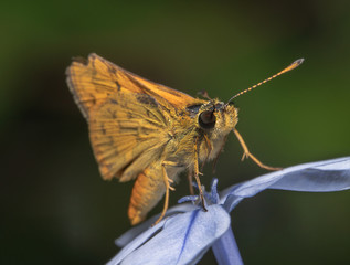 Yellow/orange looking small skipper butterfly sitting on a blue flower with beautiful green background looking to right with its antenna up