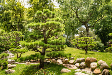 exotic trees in a japanese park in Buenos Aires