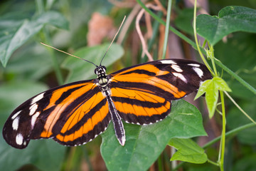 Beautiful tropical butterfly: Goldener Hekale Helikonius hecale