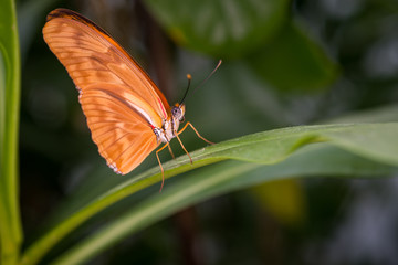Beautiful tropical butterfly: Julia Falter, Dryas Julia