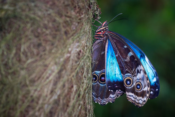 Beautiful tropical butterfly: Himmelsfalter, Morpho peleides