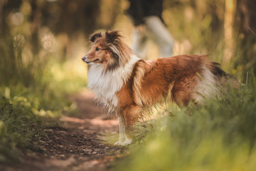 dog portrait