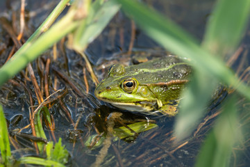Close-up of a frog sitting in the water