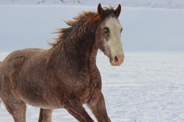 Obraz na płótnie Canvas portrait of a horse with blue eyes of an American curly breed gallops on snow