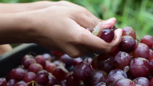 Grapes fruits home wine processing thorough crushing of fruit with young female bare hands. Natural lighting shade