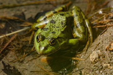 Close-up of a frog sitting in the water