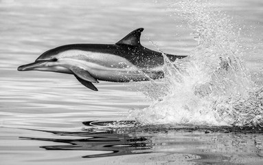 Dolphin jump out at high speed out of the water. South Africa. False Bay. An excellent illustration.