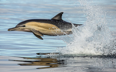 Dolphin jump out at high speed out of the water. South Africa. False Bay. An excellent illustration.
