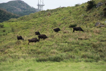石垣島の牛たち