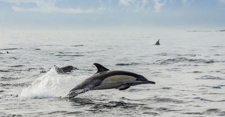 Fototapeta premium Delfiny wyskakują z wody z dużą prędkością. Afryka Południowa. False Bay. Doskonała ilustracja.