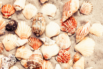 Seashells on the sand, summer beach background with copy space for text.